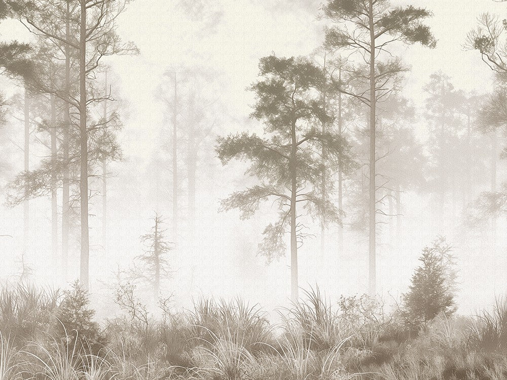 Quiet Pine Forest Landscape